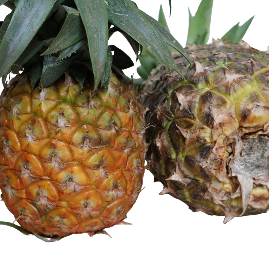 Fresh ripe pineapple