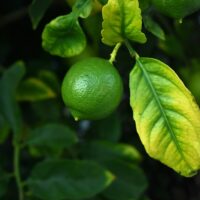 Fresh yellow lemons